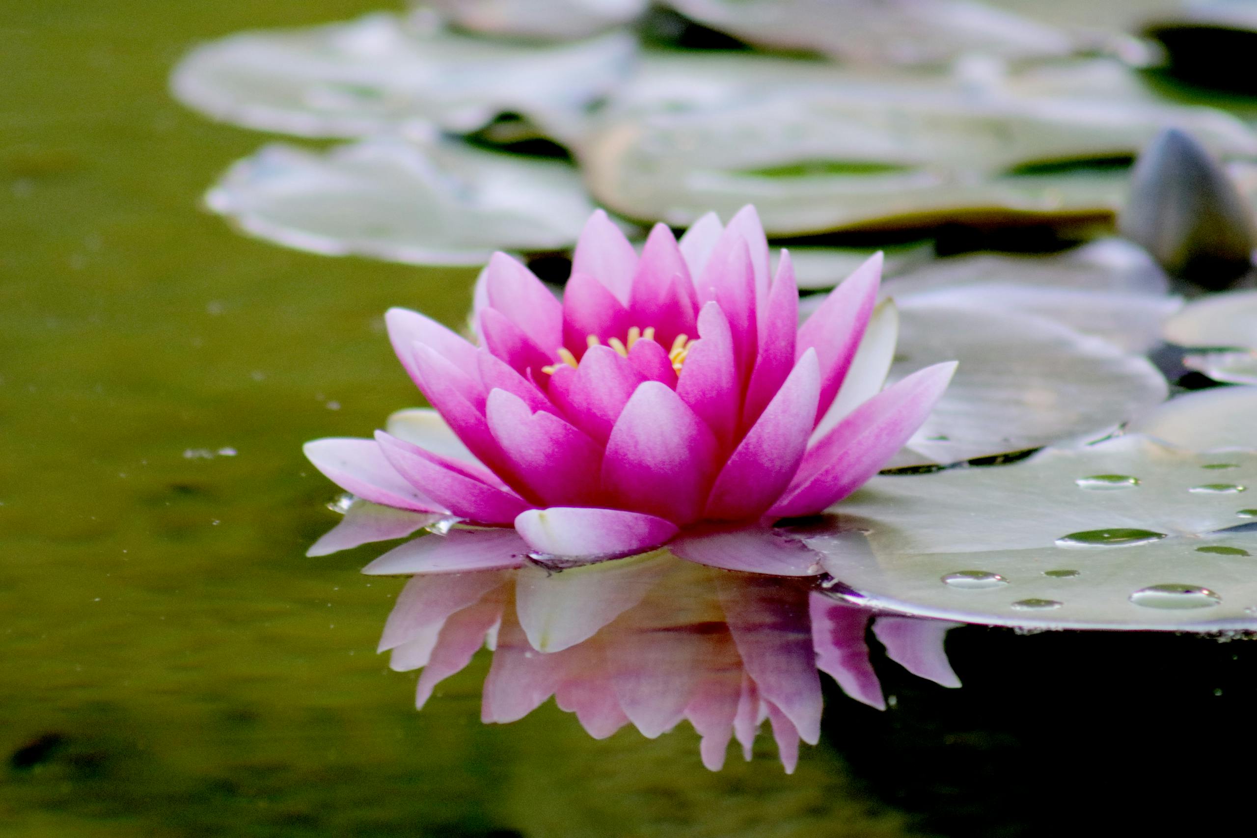 close up of a vibrant pink lotus flower reflecting on a tranquil pond surface. 539694 scaled