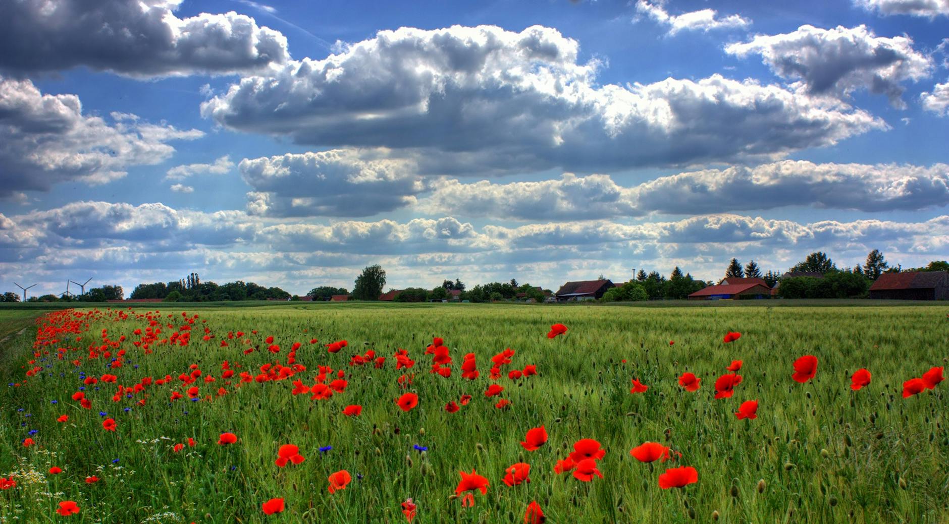 field of poppies brandenburg nature royalty free 86431
