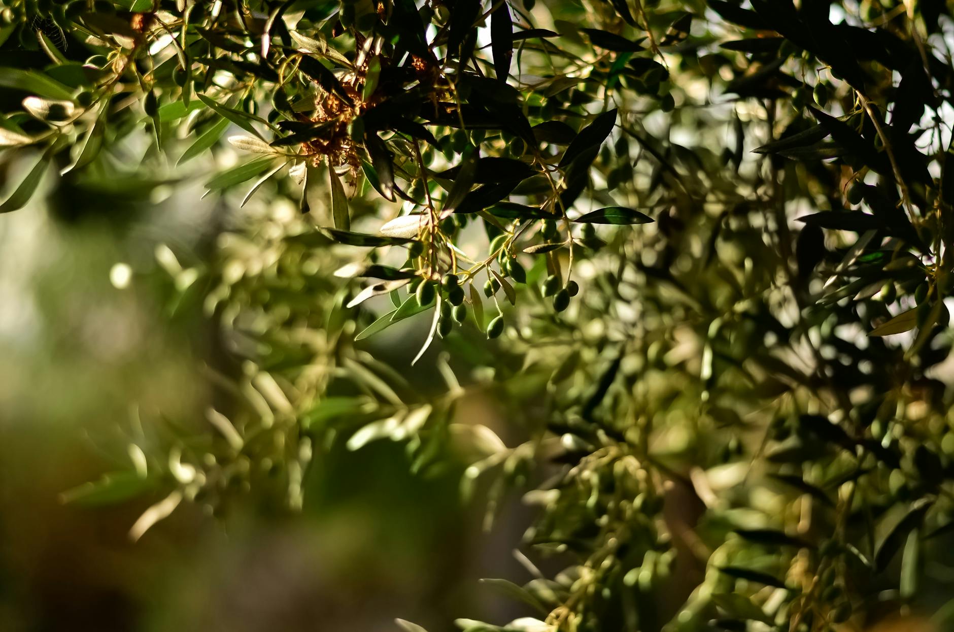 Sunlight filtering through green leaves and branches in a tree canopy.