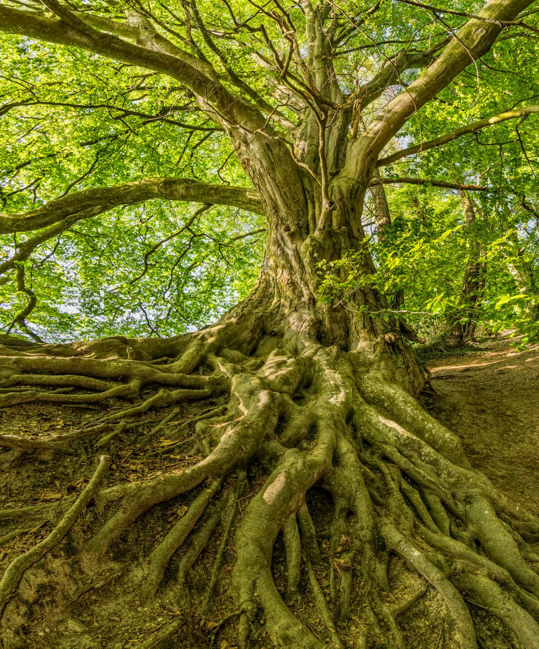 Large tree with exposed roots