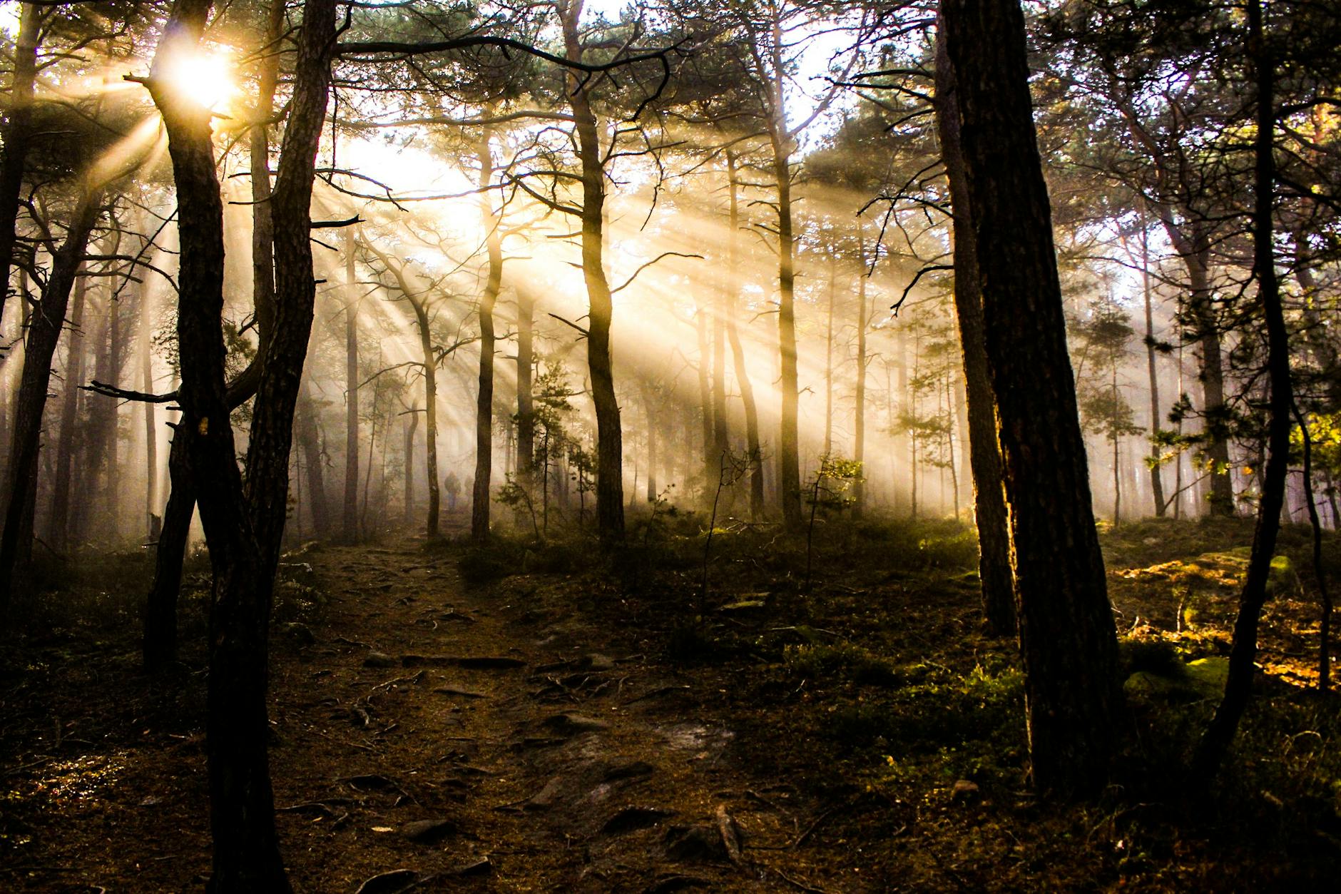 Sunlight filtering through forest trees