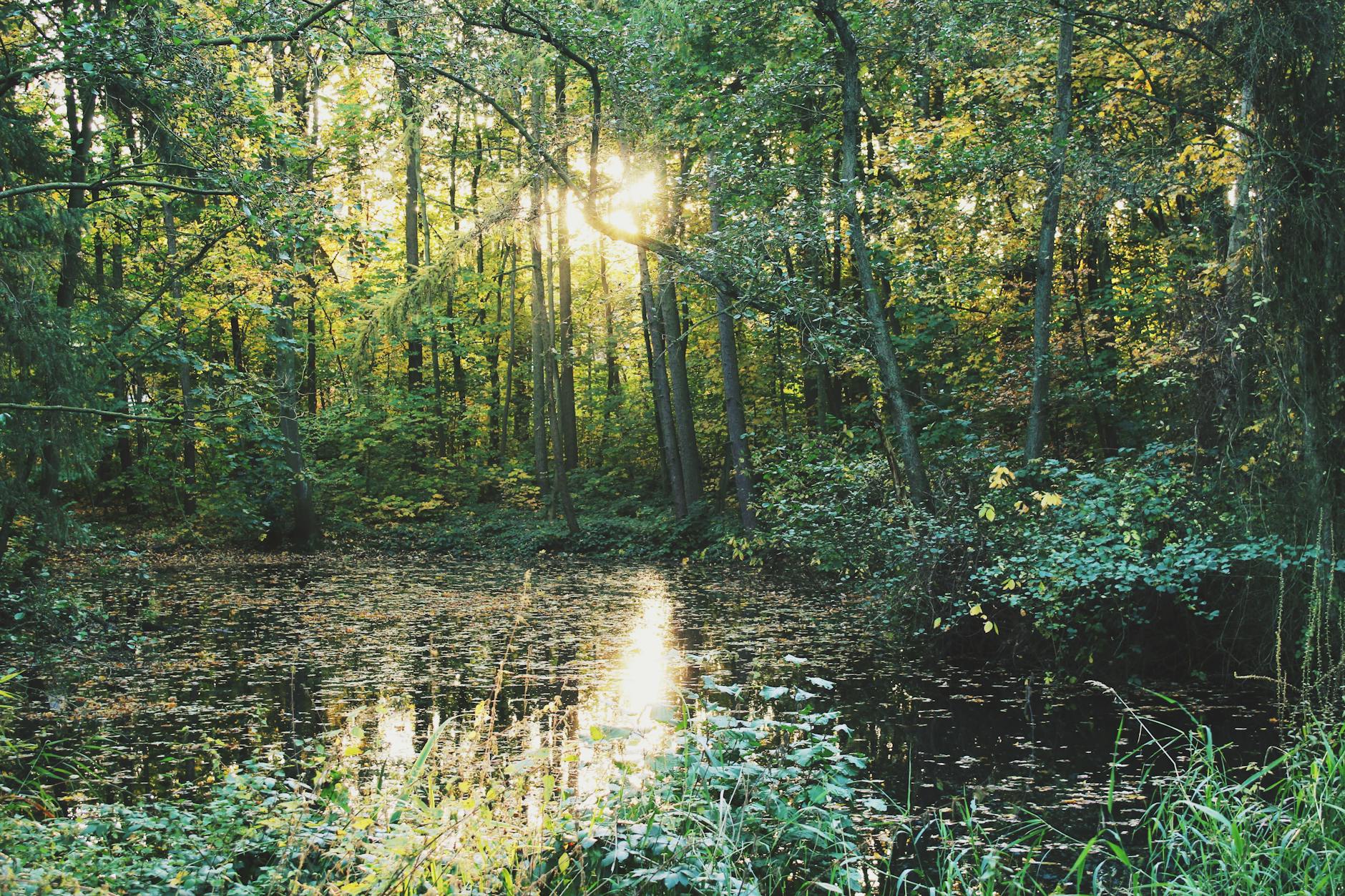 Sunlit forest reflected in water