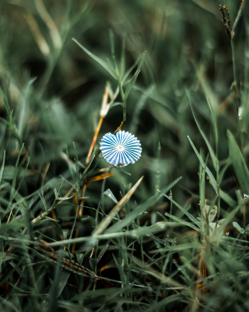 Dandelion seed head in grass