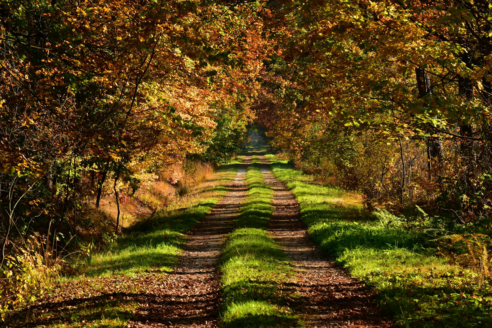 Tree-lined path in autumn