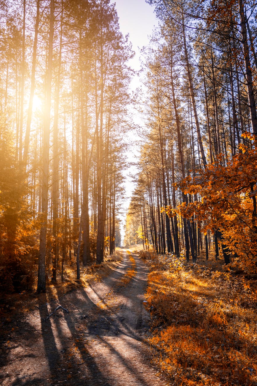 Sunlight through autumn forest path