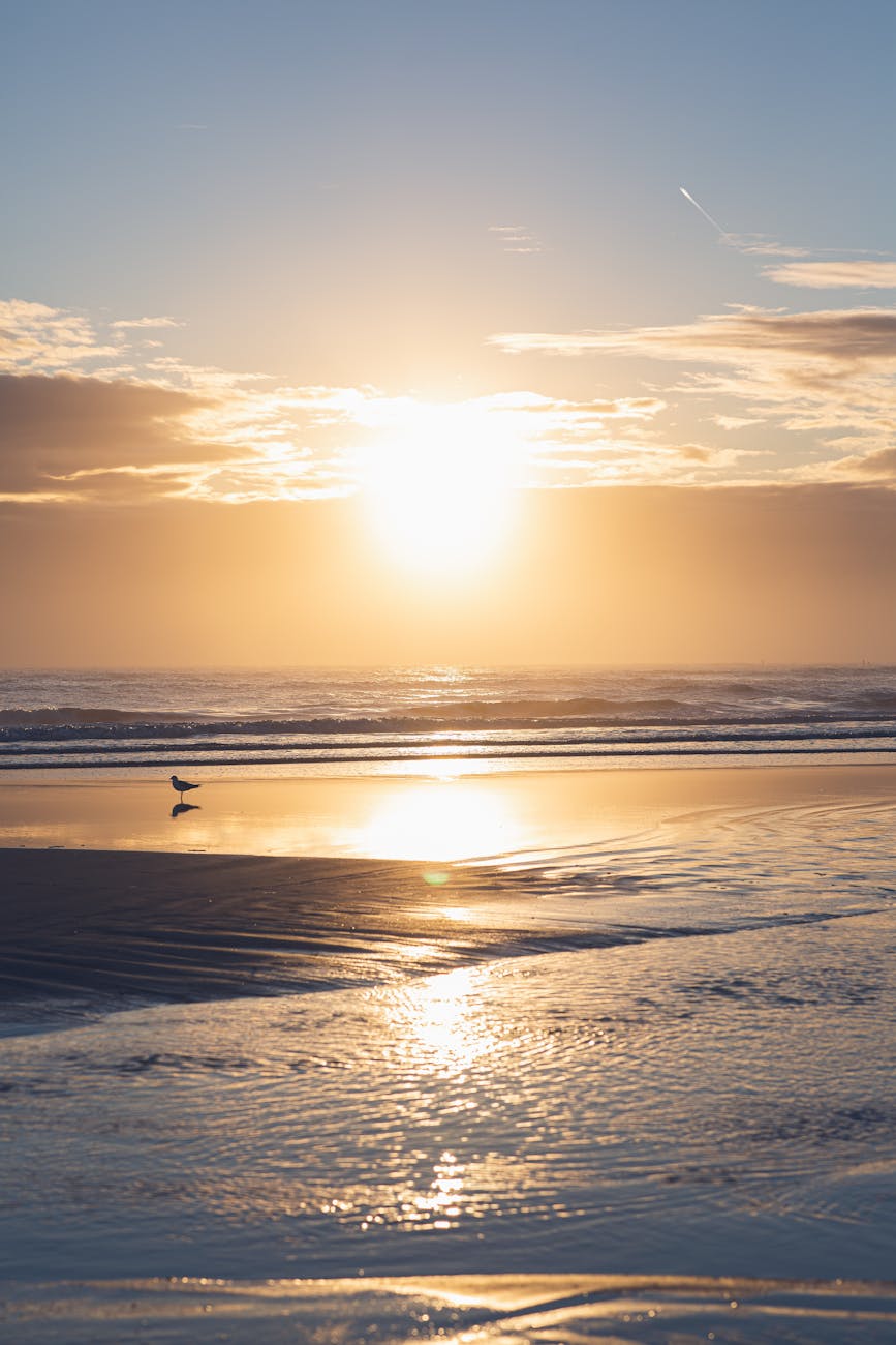 Golden sunset over the ocean with waves reflecting sunlight on wet sand and a lone seabird on the beach.