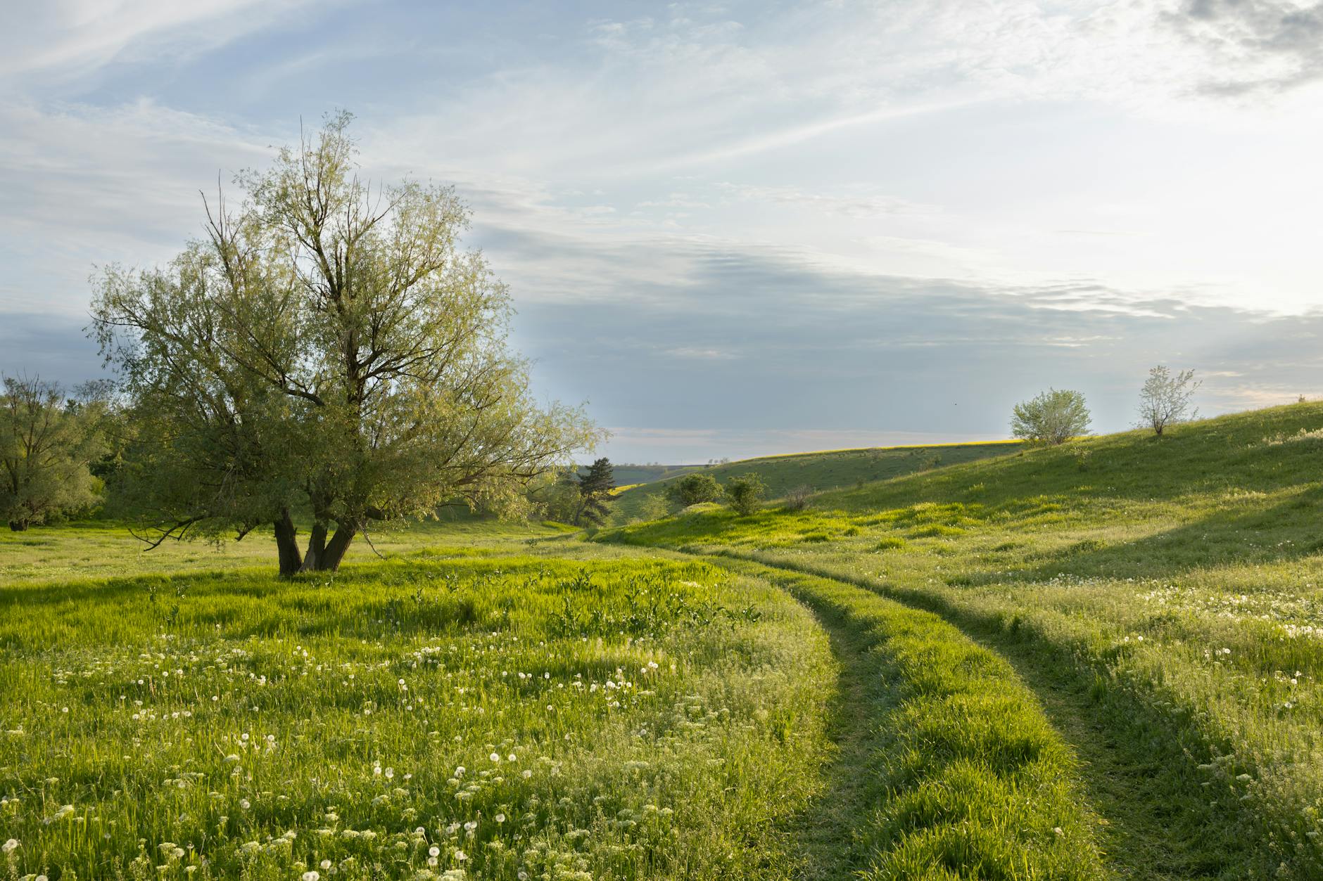 Winding countryside path through green field