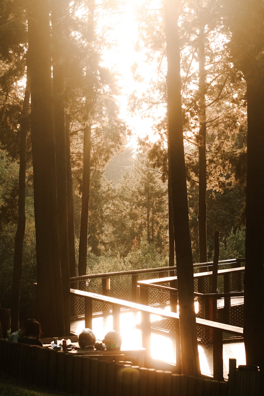 Sunlit forest path with wooden railing