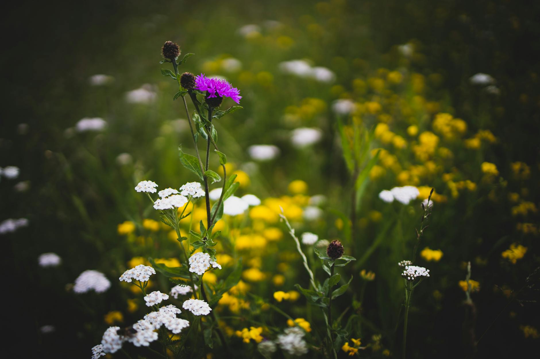 Purple wildflowers in meadow