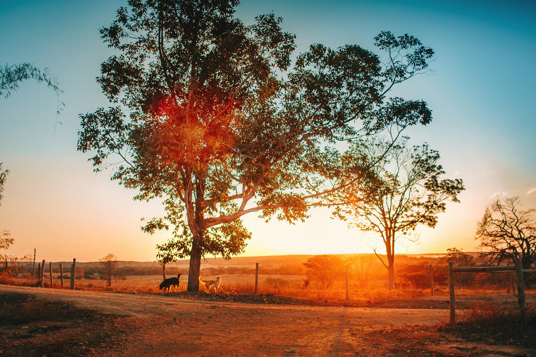 Tree silhouette at golden sunset