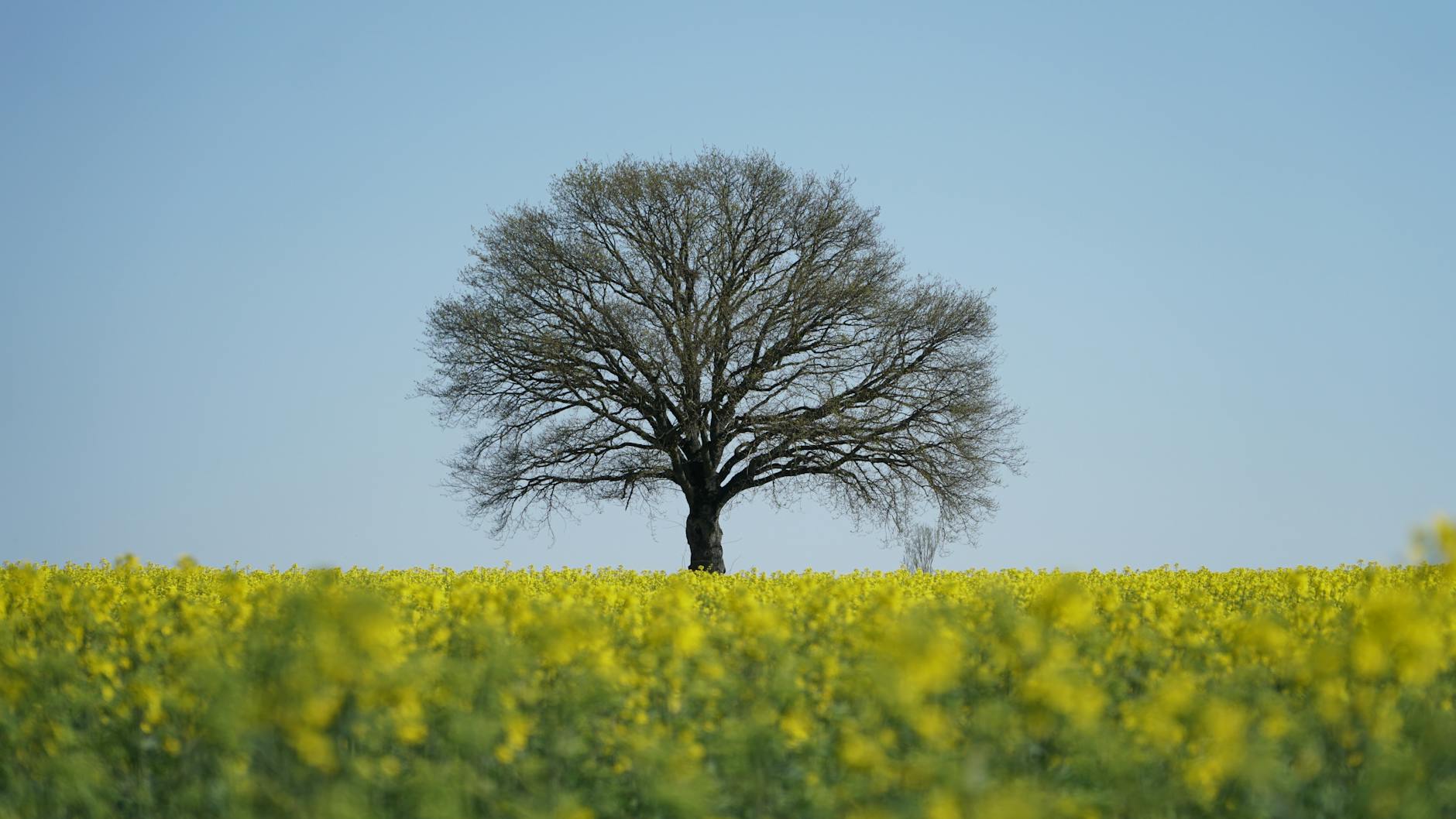 Lone tree in yellow field