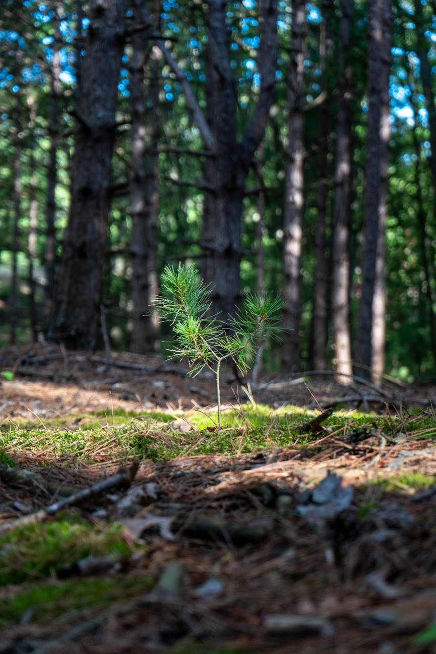 Forest floor with sunlight through trees