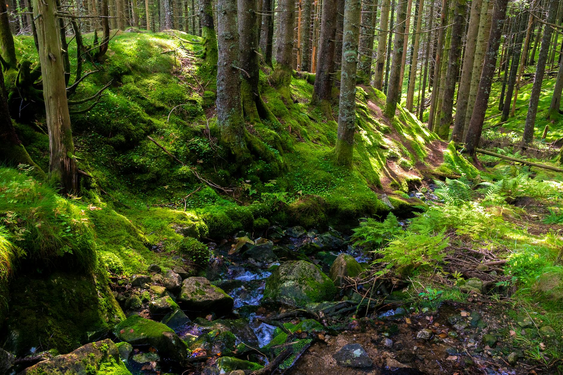 Moss-covered forest with tall trees and a small stream flowing over rocks.