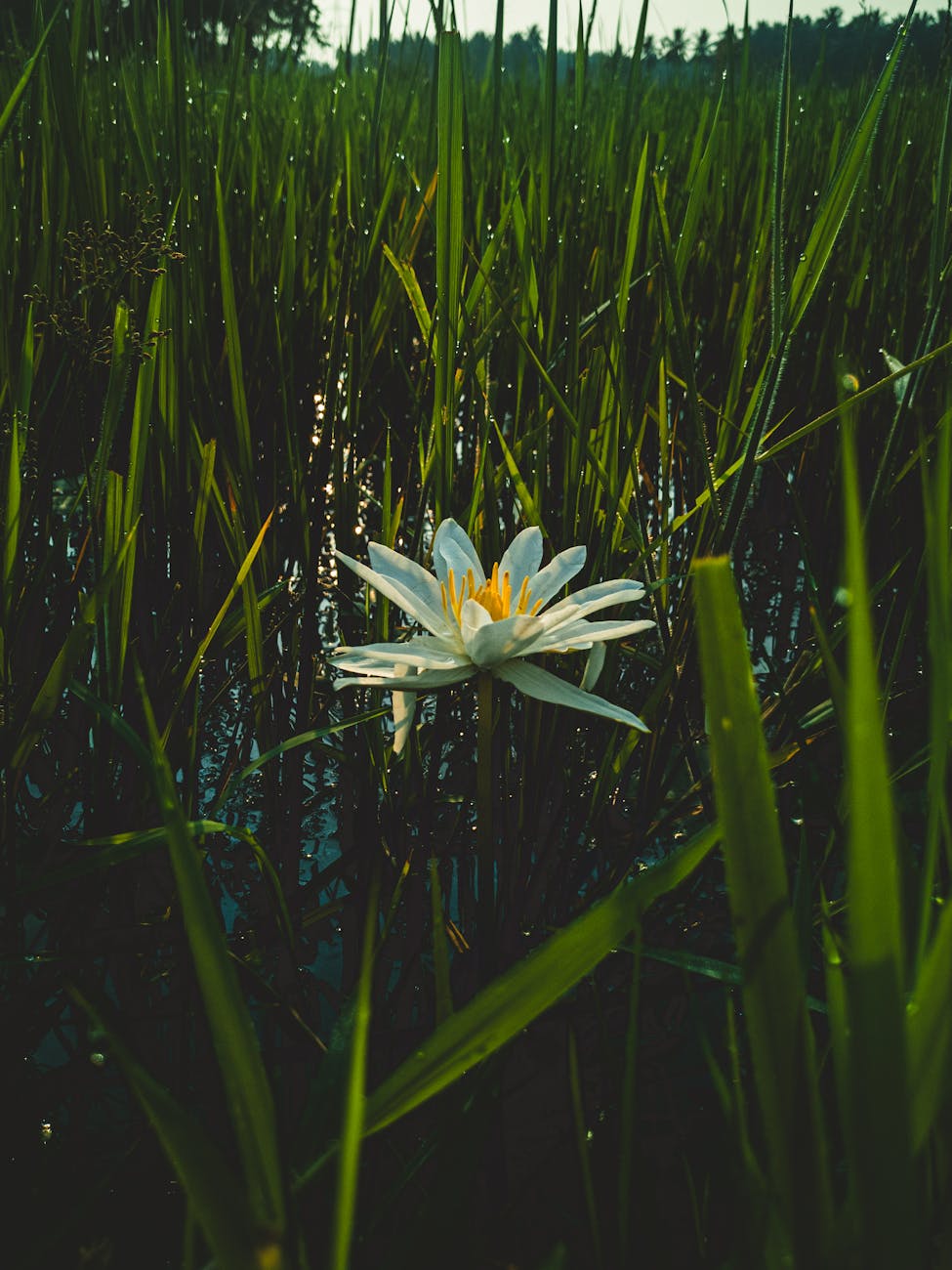 White water lily blooming in a pond surrounded by tall green reeds.
