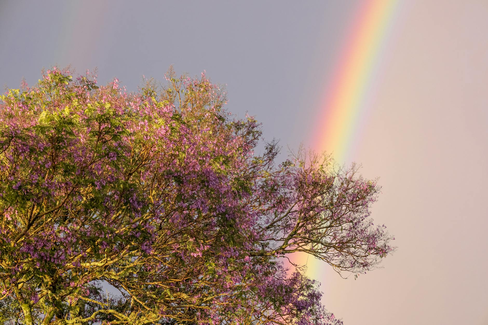 Rainbow above flowering tree