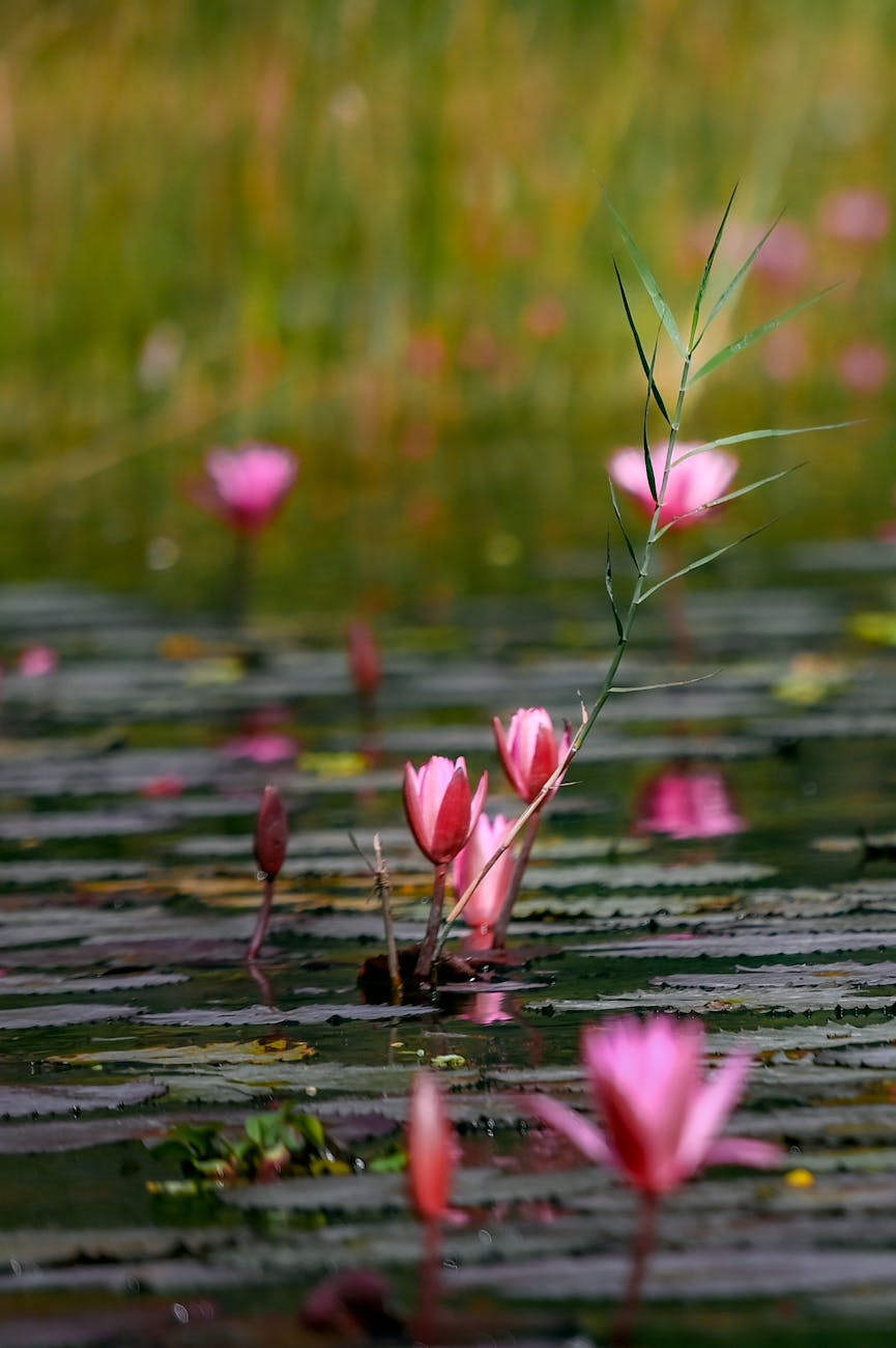 Pink water lilies on tranquil water