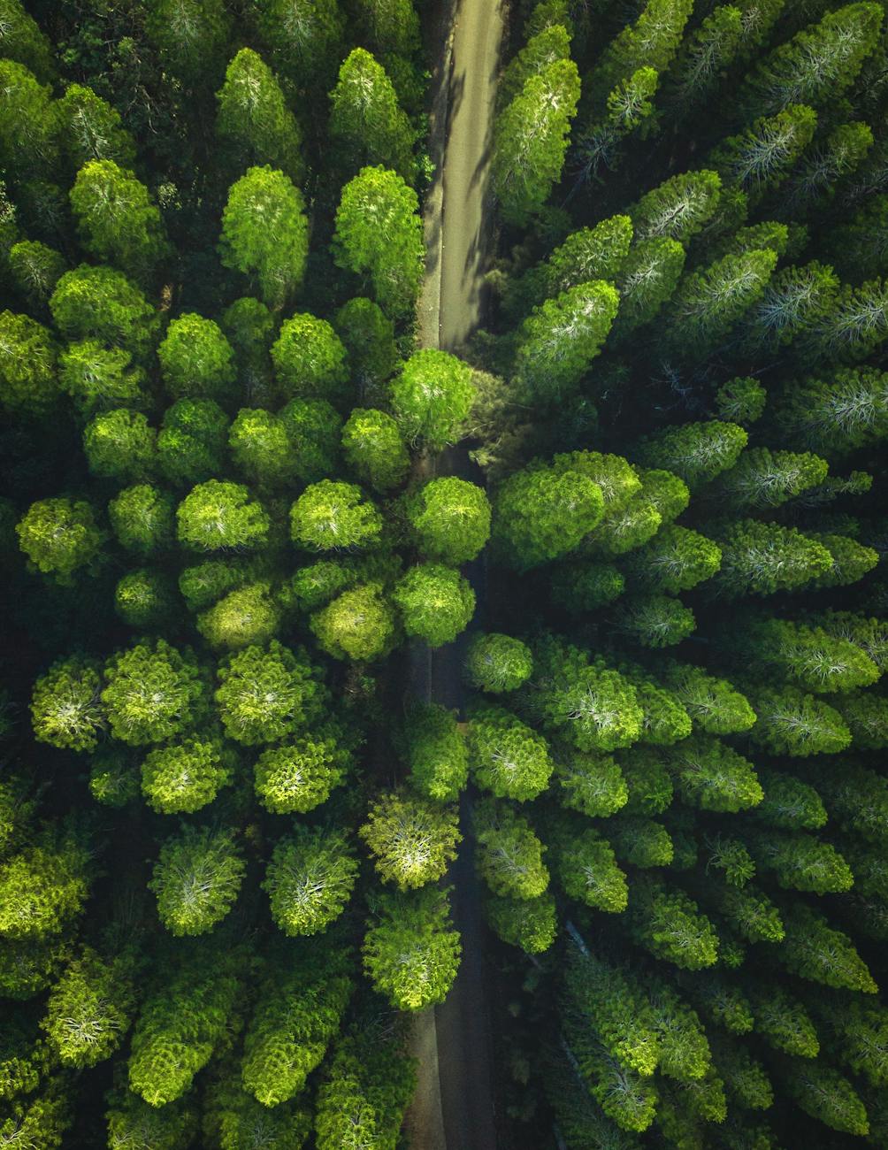 Aerial view of dense green forest with trees forming a circular pattern around a path.