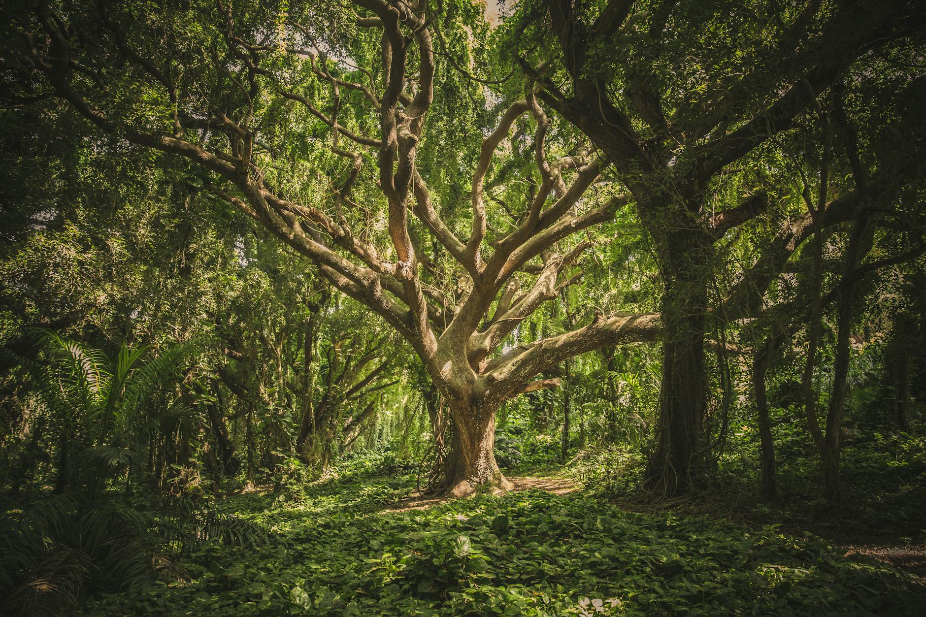 Twisting tree branches forming canopy