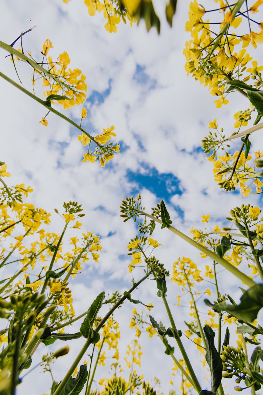 Yellow wildflowers viewed from below against a blue sky with scattered clouds.