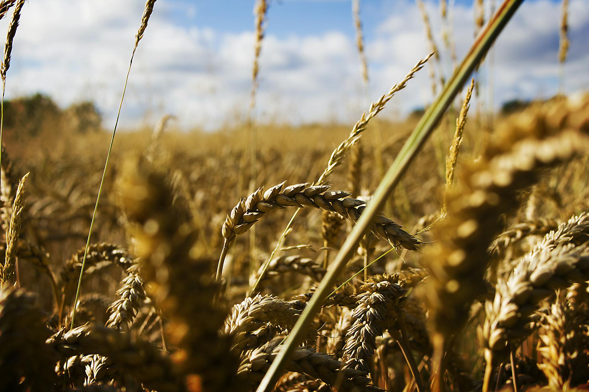 Wheat stalks in golden field