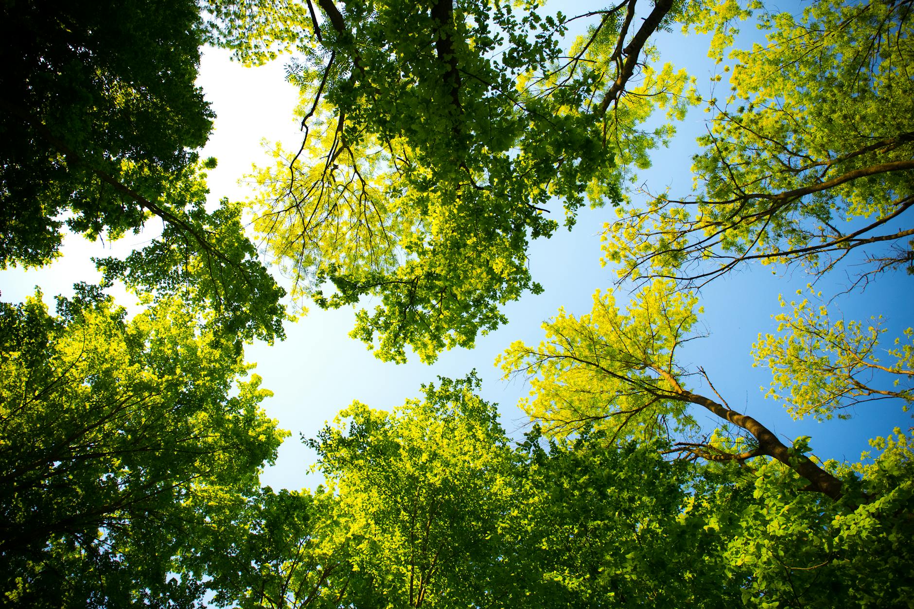 Green tree canopy against blue sky