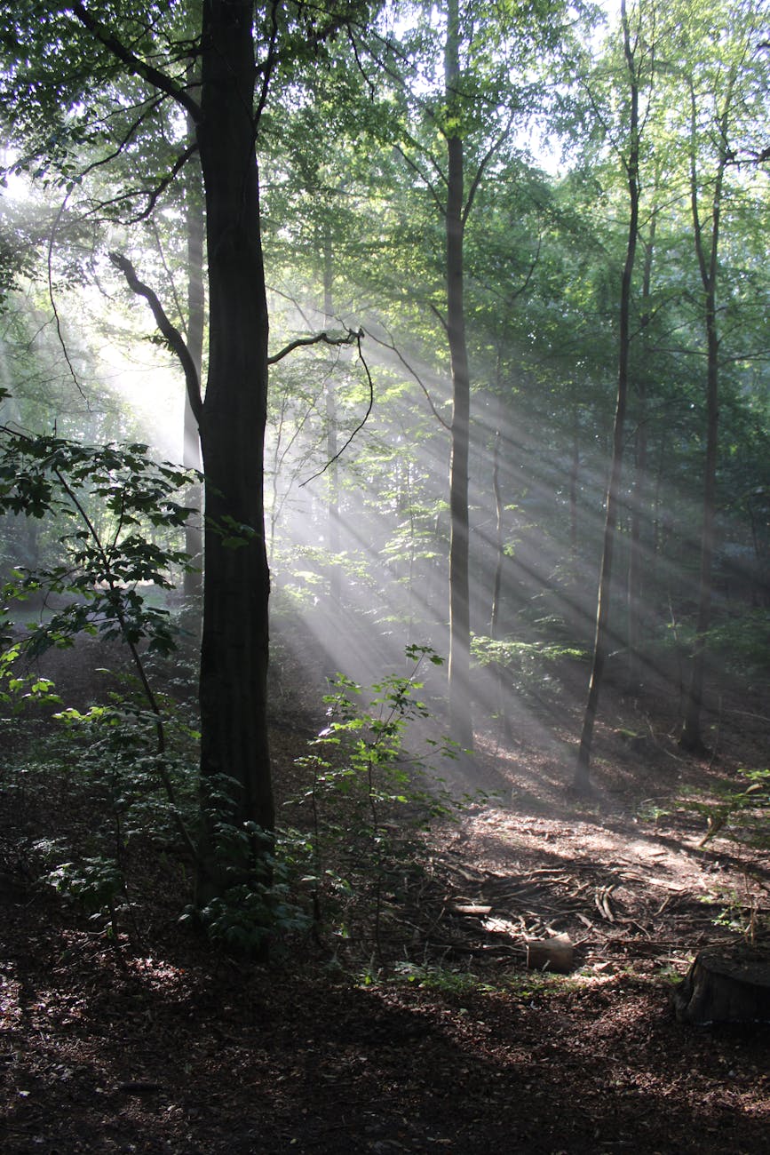 Sunlight streaming through tall trees in a quiet forest.