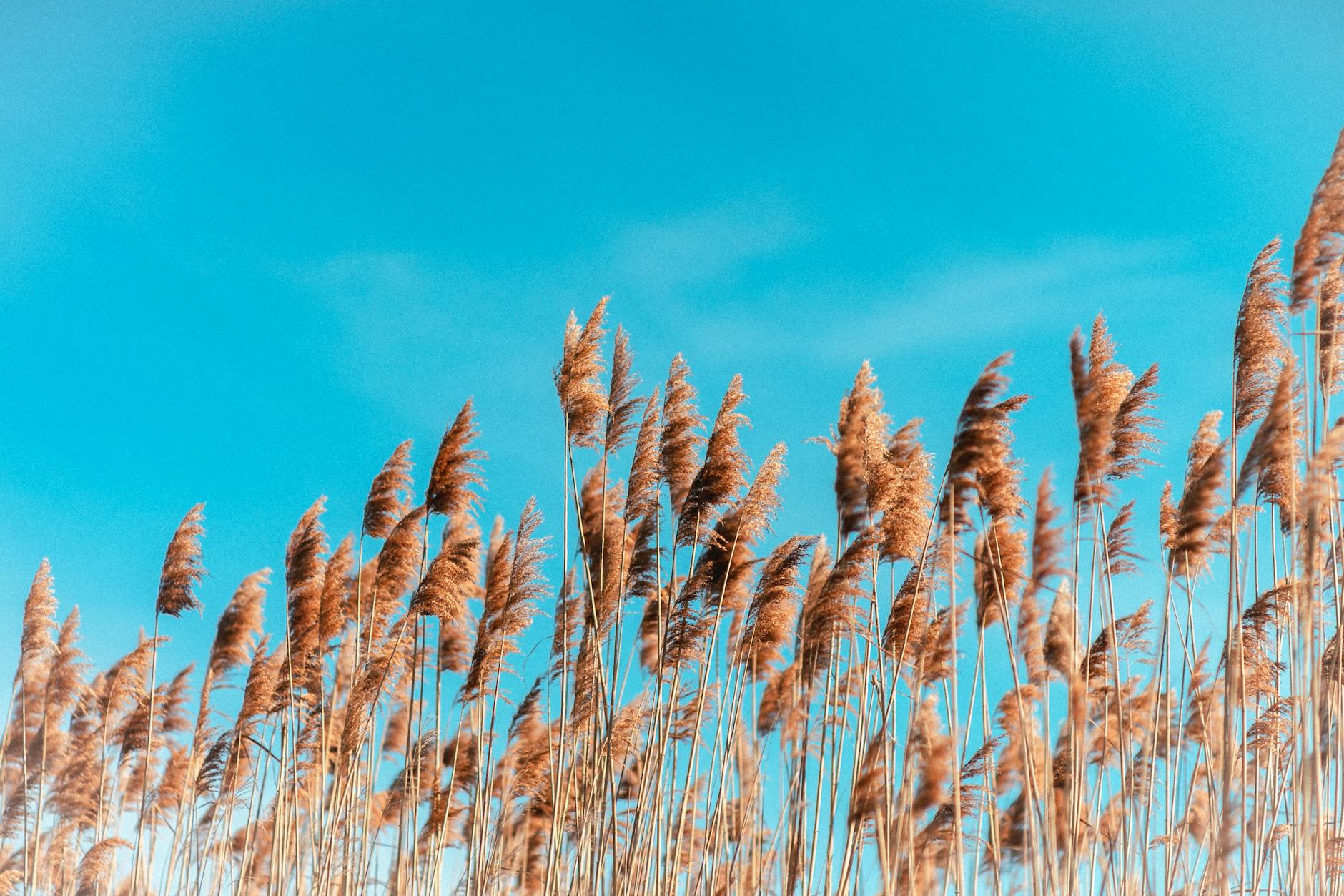 Tall golden reeds swaying in the wind beneath a clear blue sky.