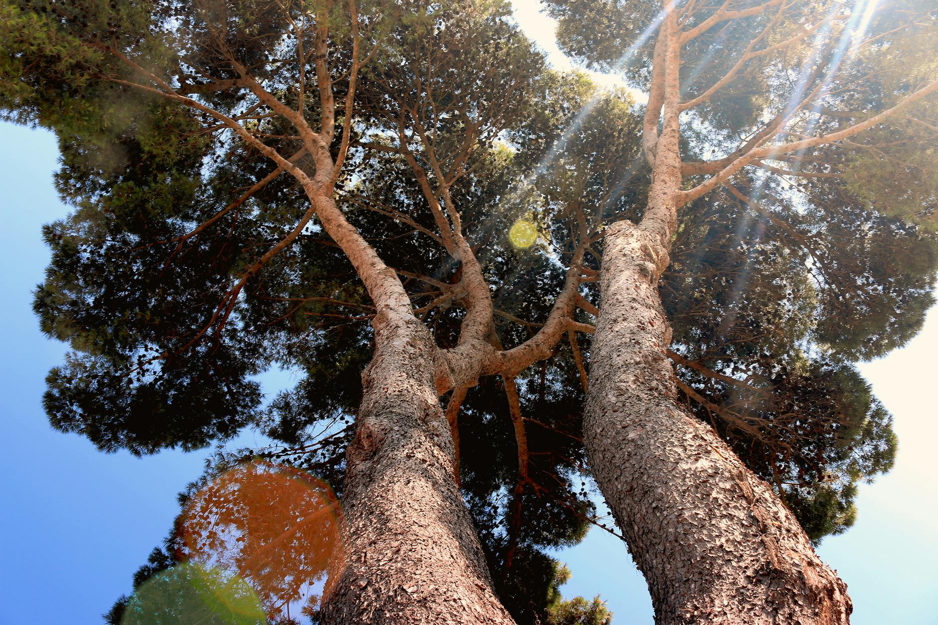 Tall tree trunks reaching toward sky