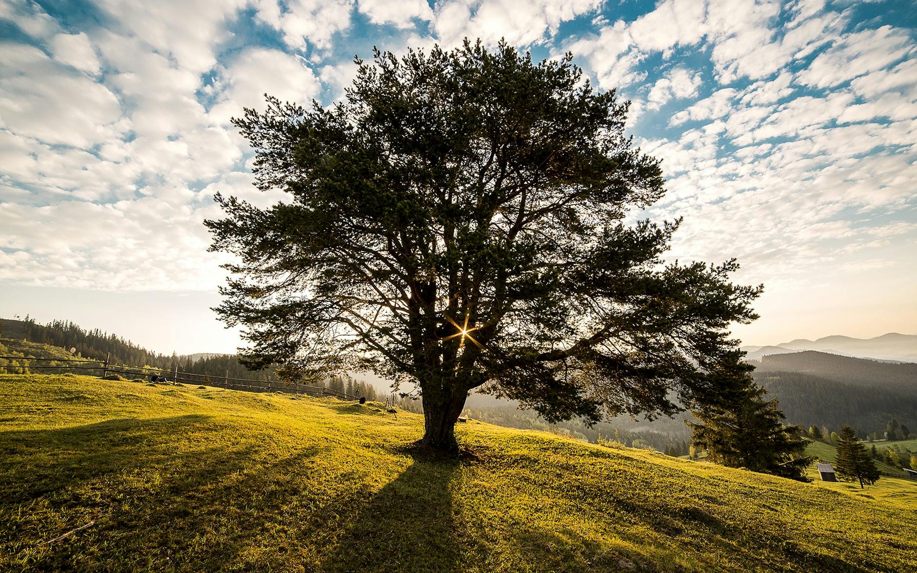Lone tree in open field