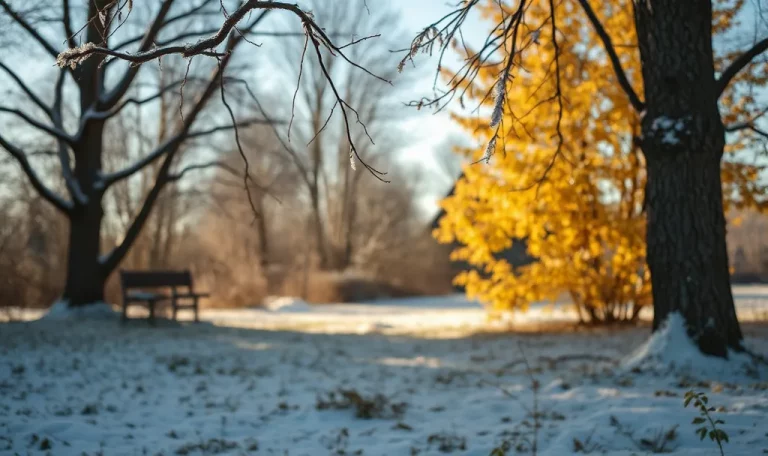 Snowy landscape with autumn trees.