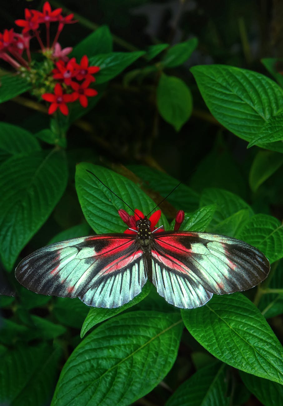 shallow focus photography of butterfly on green plant
