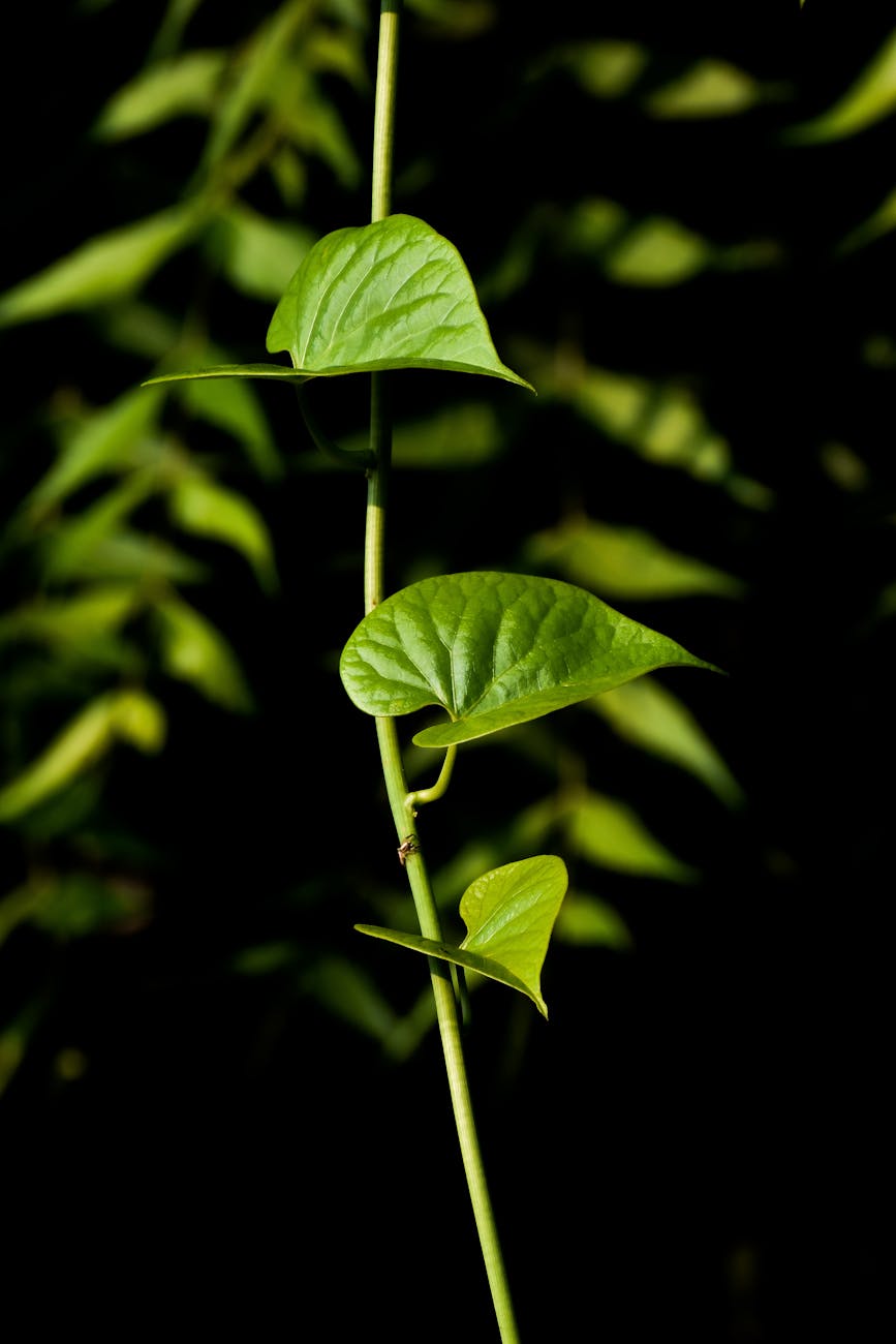 green leafed plants