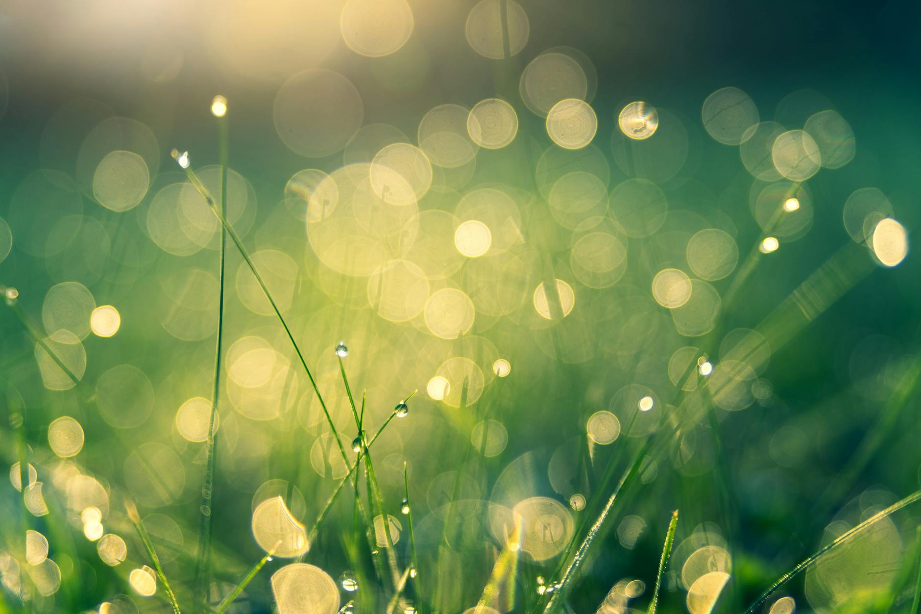 green grass with bokeh lights