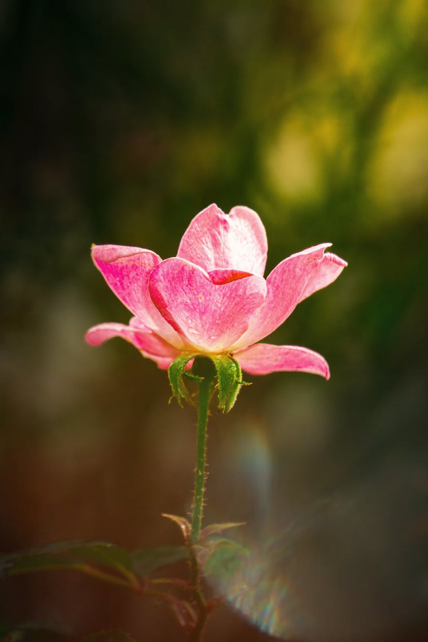 vibrant pink rose blooming in sunlight