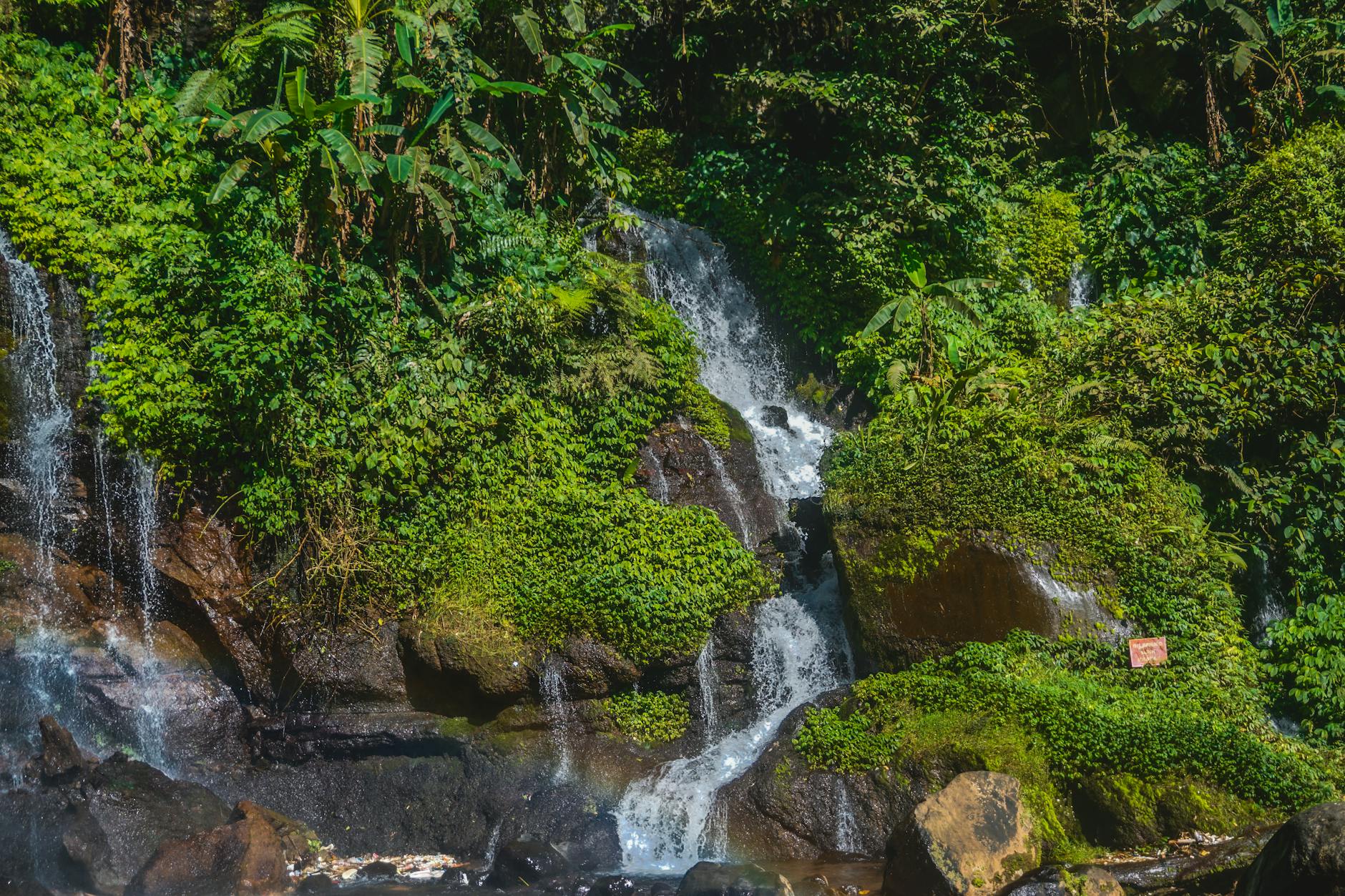 lush forest waterfall cascading down rocks