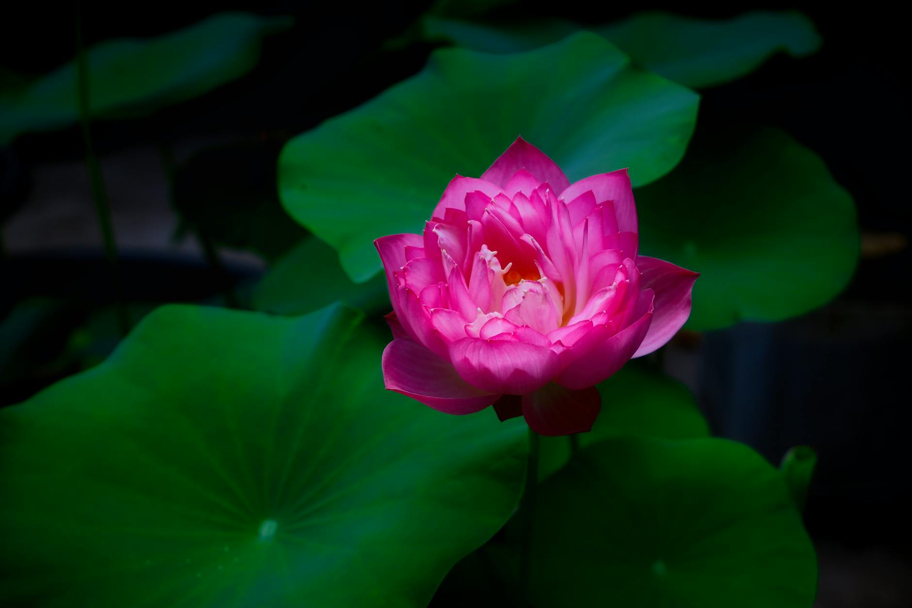 vibrant pink lotus blooming in tropical garden