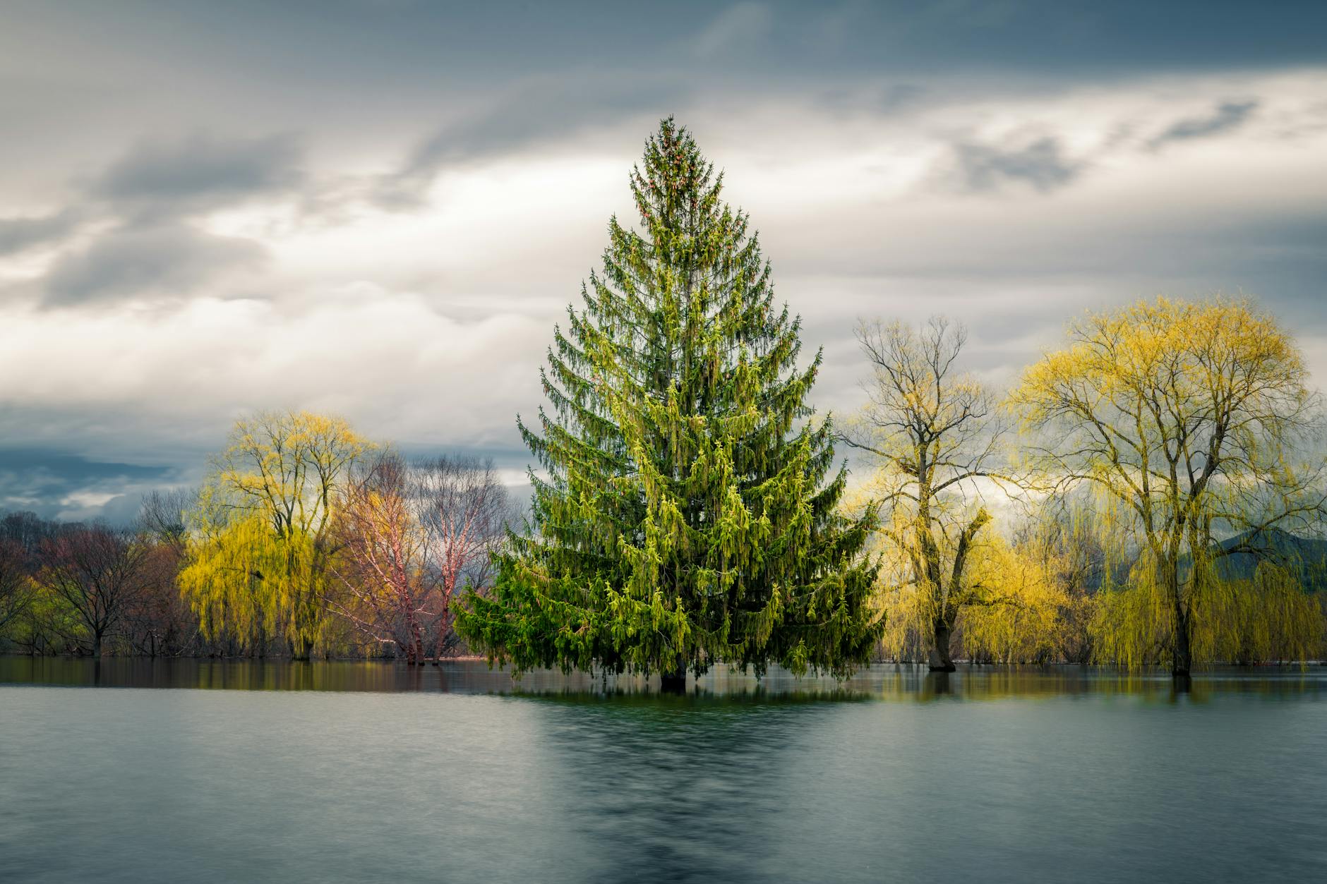 multicolored autumn trees growing on lake shore