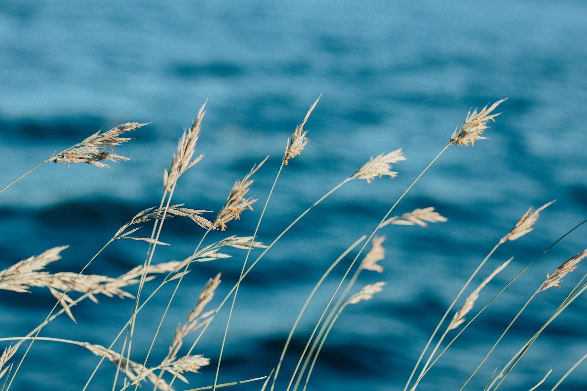 wheat field in close up photography