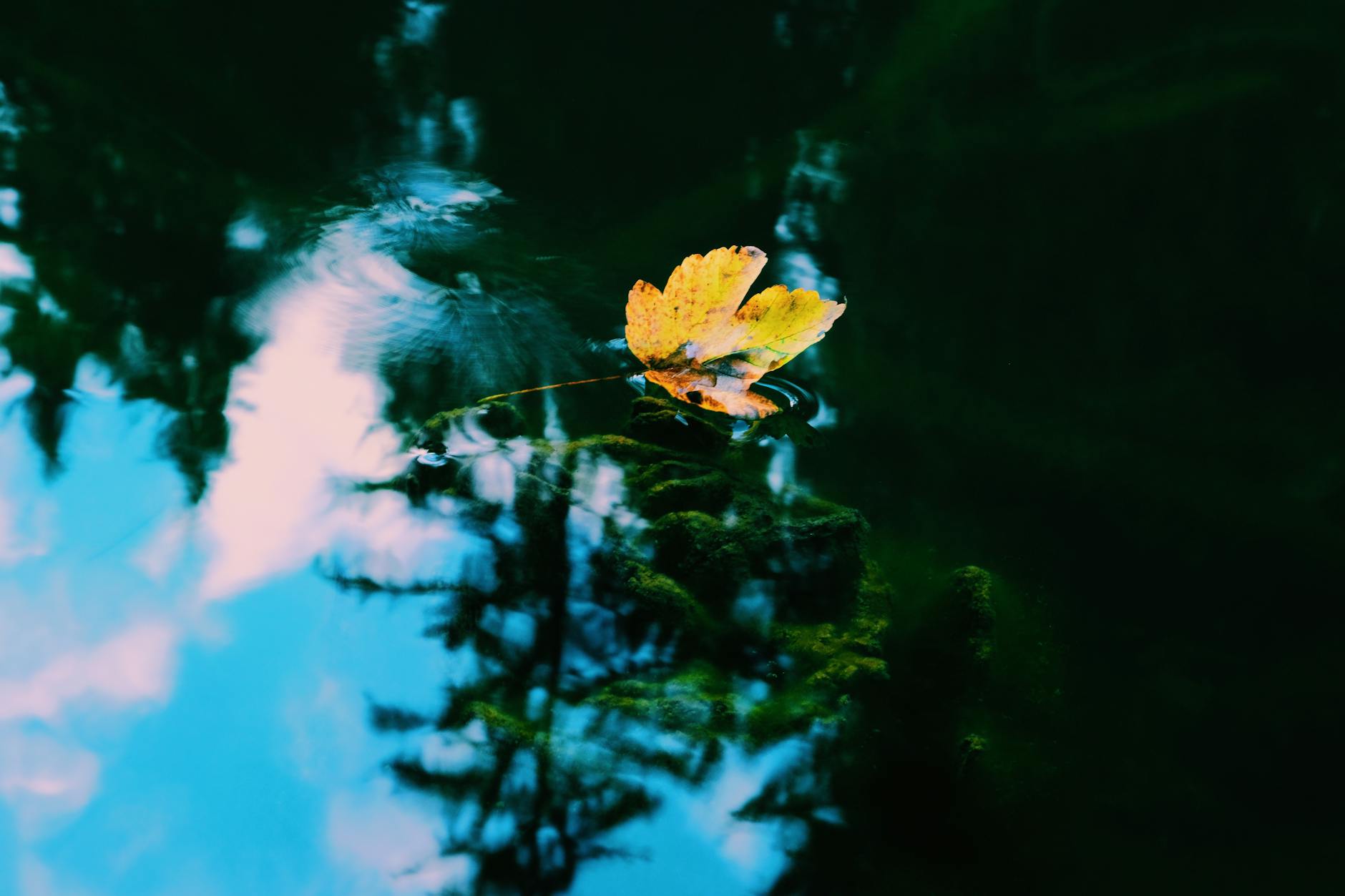 yellow leaf on body of water