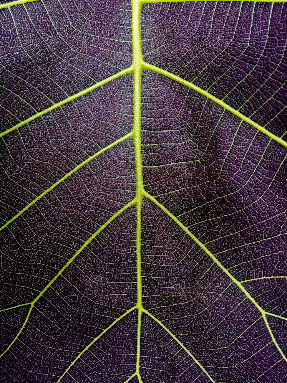 close up of leaf