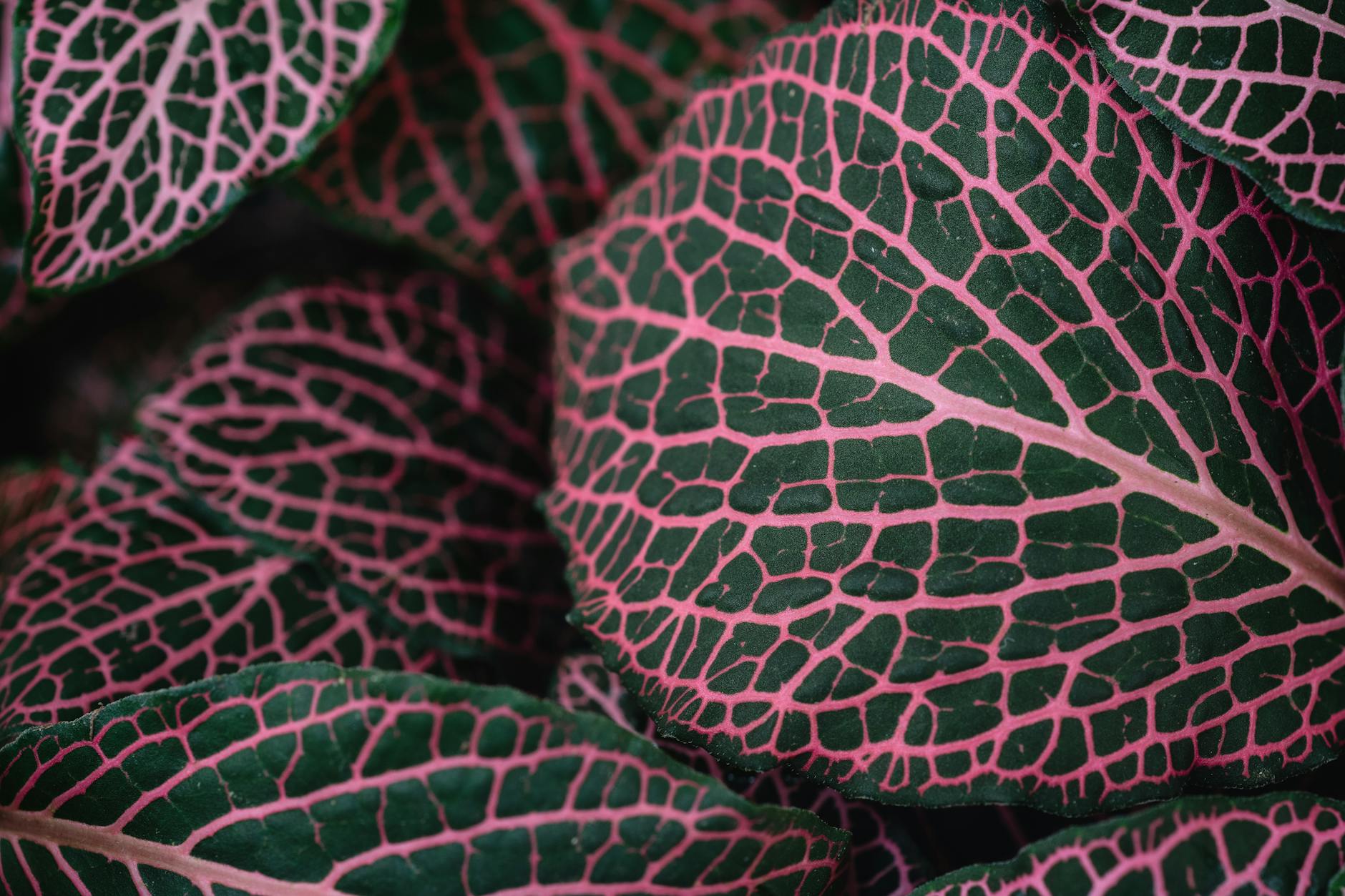 close up shot of pink fittonia leaves