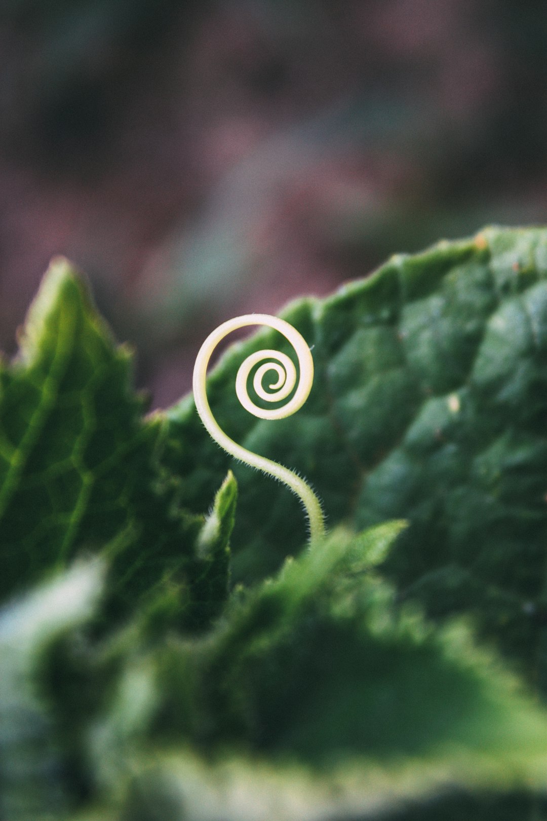 Spiral plant tendril on green leaf
