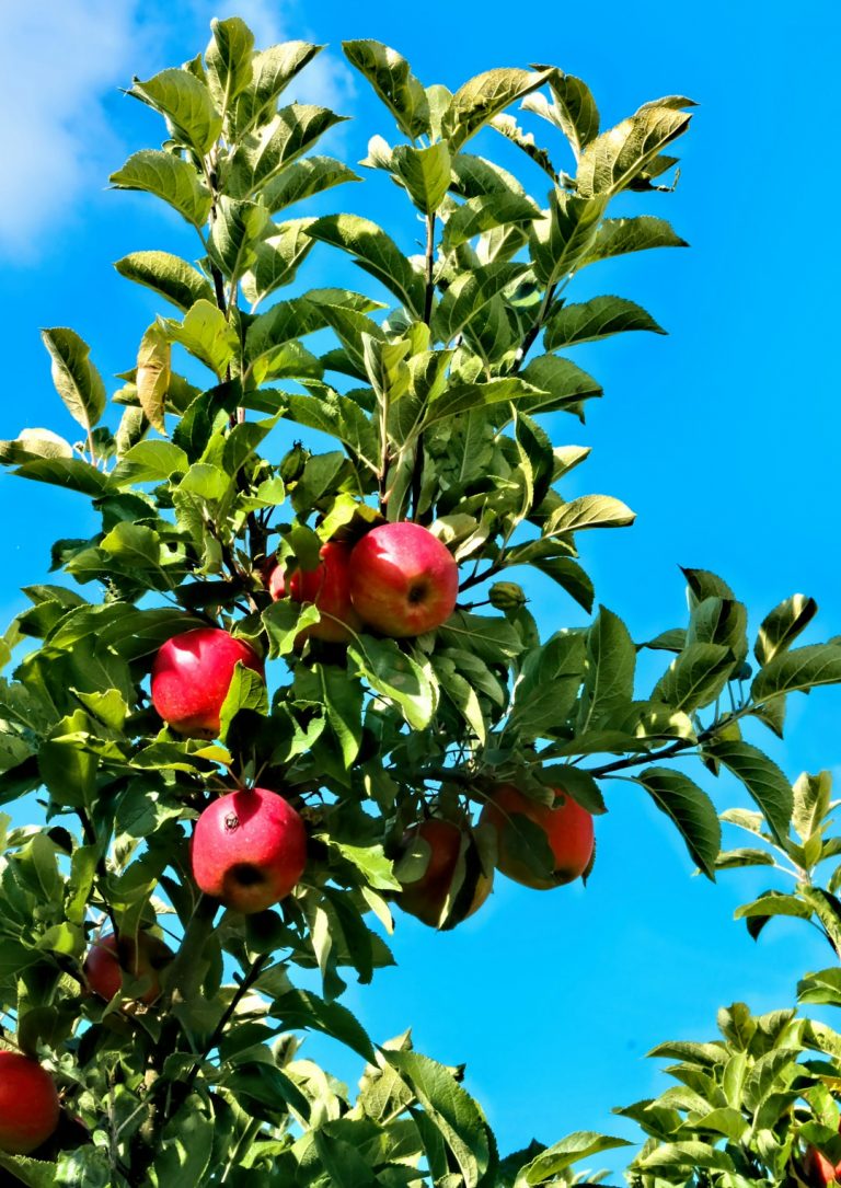 Red apples on green tree