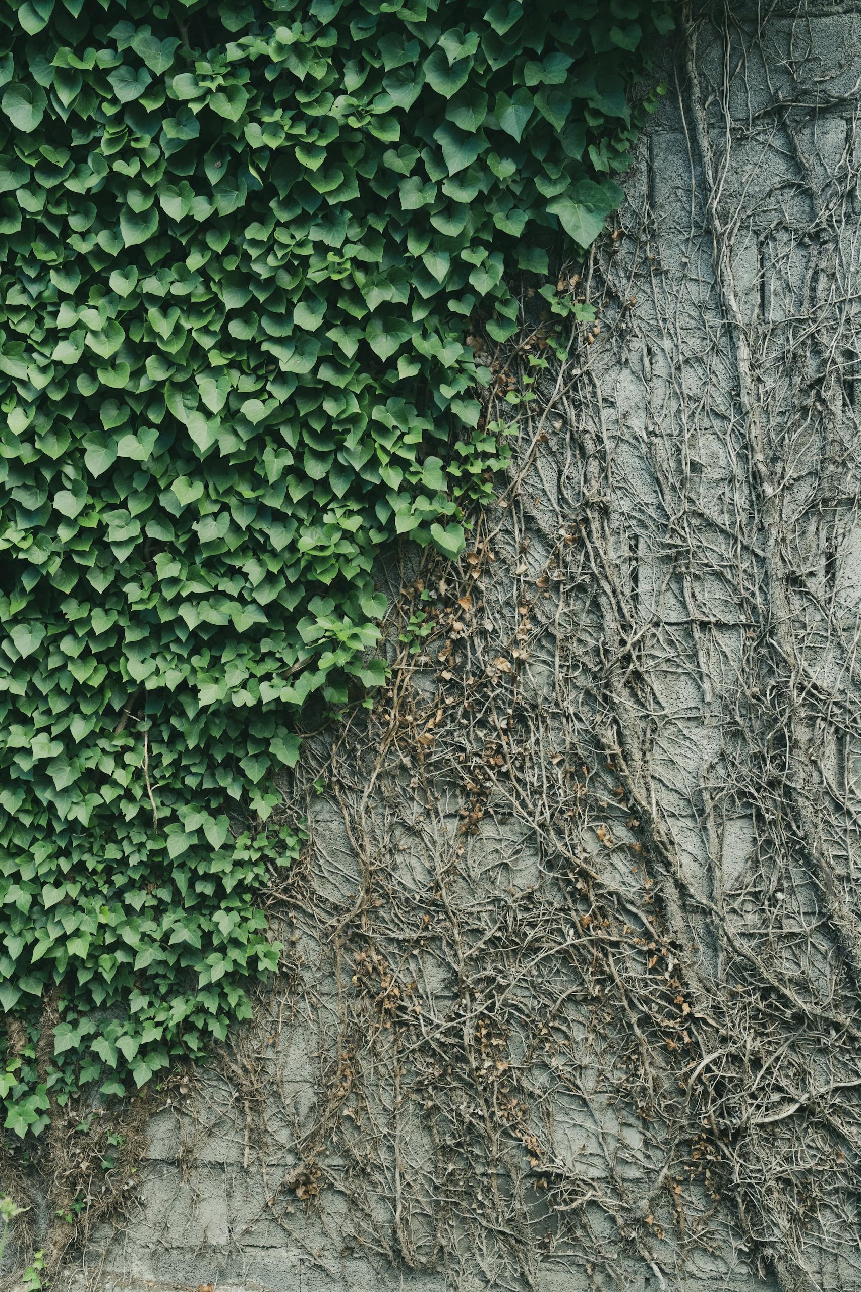 Green ivy leaves and dry vines on a concrete wall showing nature's contrast.
