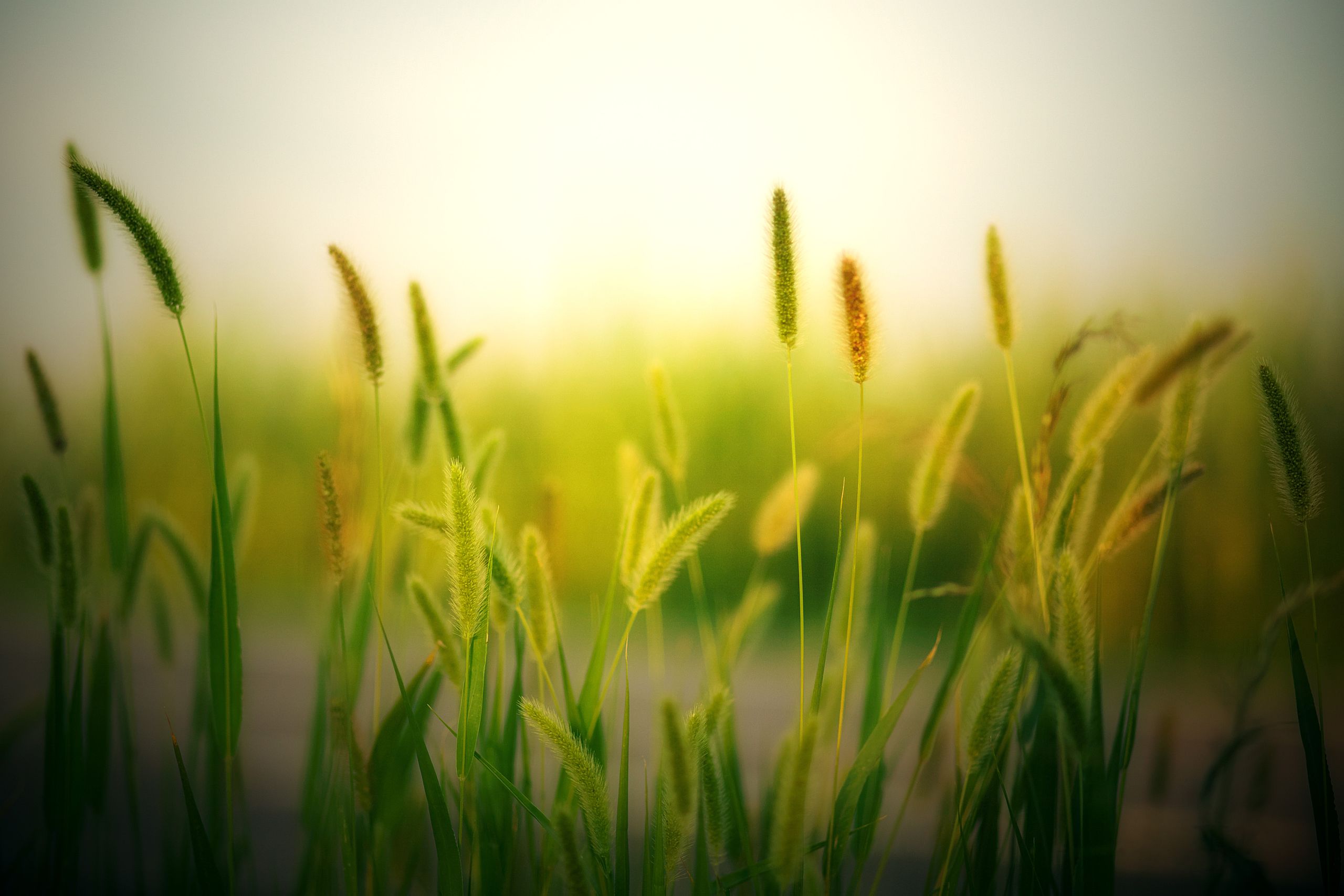 Lush green grass in a summer field, captured in warm morning light, offers a tranquil, natural scene.